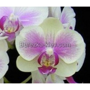 Орхидея 2 ветки (Younghome-Pinkfly)